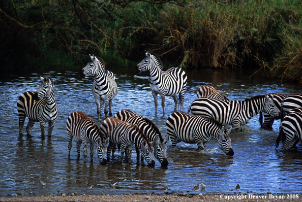 Burchell's Zebra in habitat