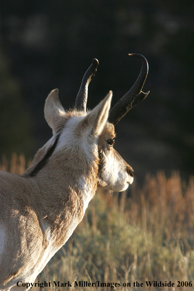 Pronghorn Antelope in habitat