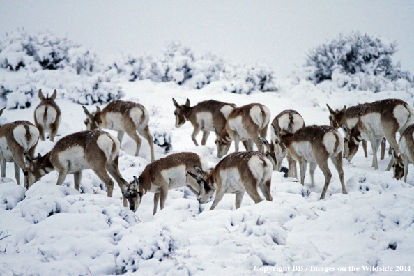 Pronghorn Antelope in winter. 