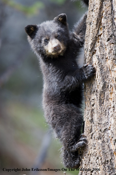 Black bear cub climbing tree.