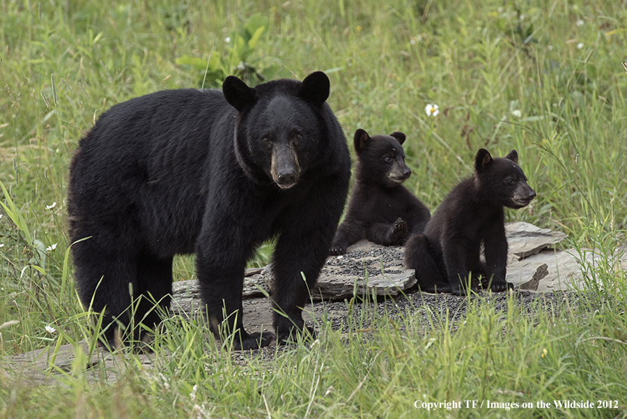 Black bear in field with cubs.