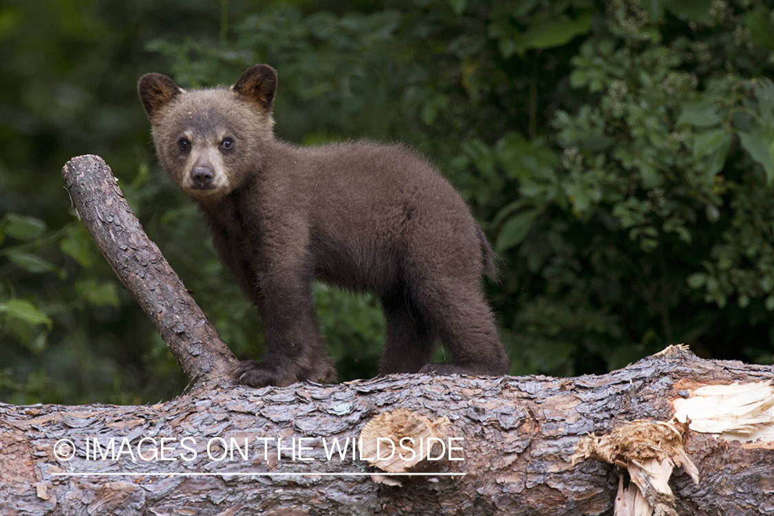 Black Bear cub in habitat.