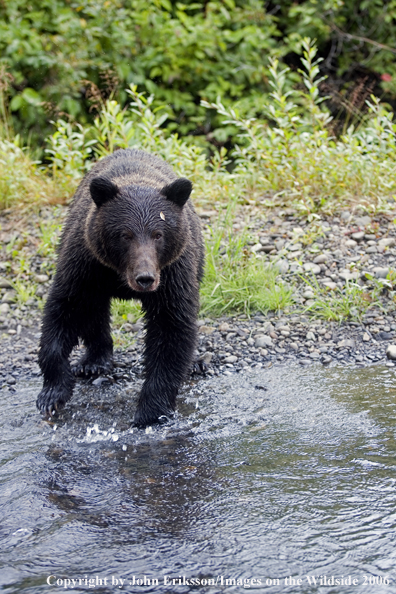 Brown bear in river.