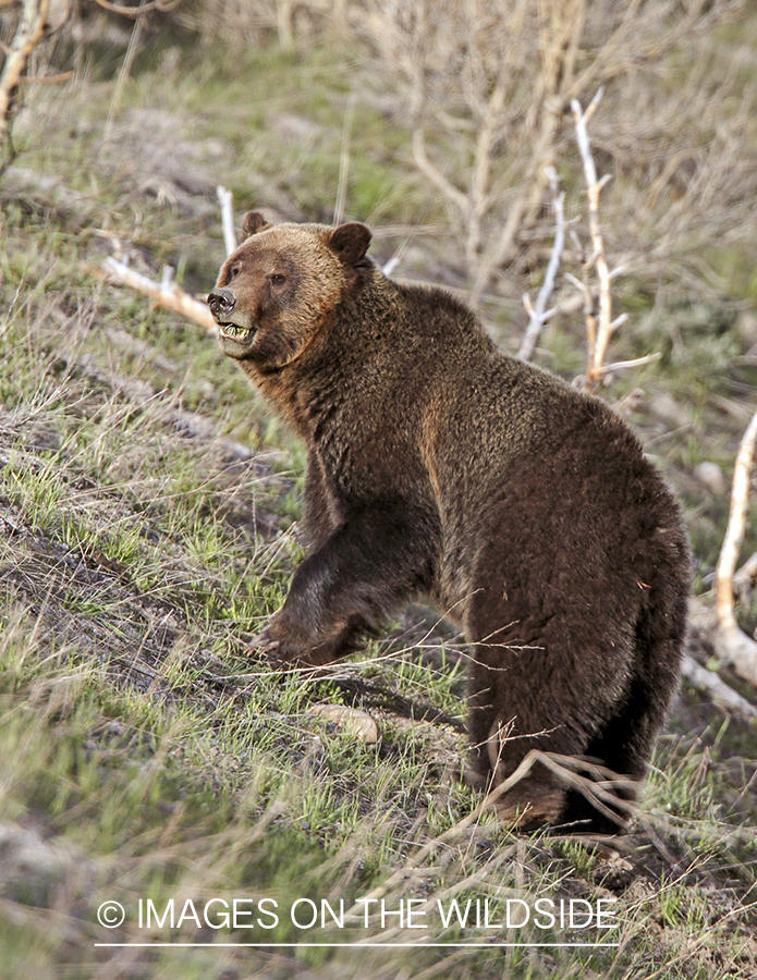 Grizzly Bear in habitat.