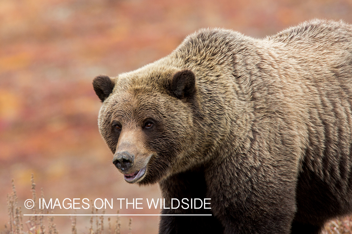 Grizzly bear in field.