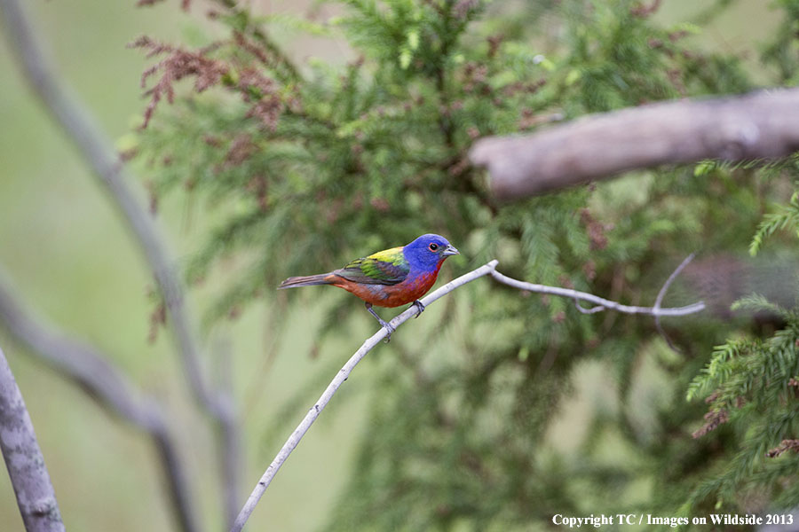 Painted Bunting in habitat.