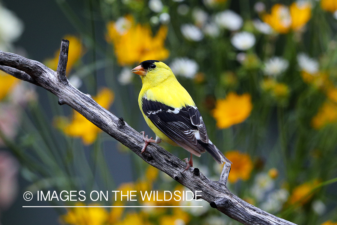 American Gold Finch on branch.