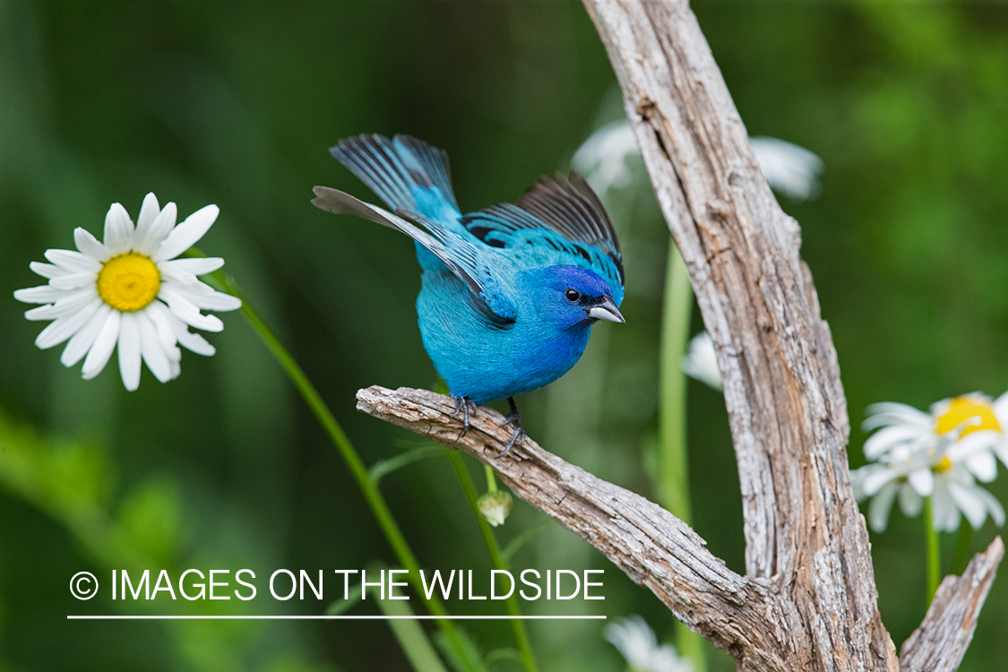 Indigo Bunting on branch.