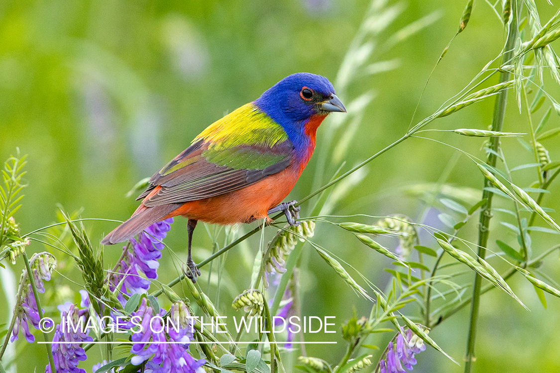 Painted bunting in habitat.