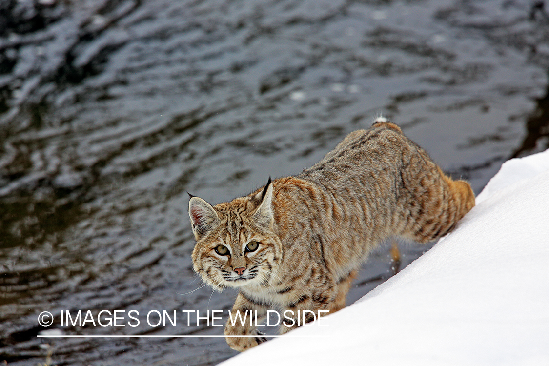 Bobcat in habitat.