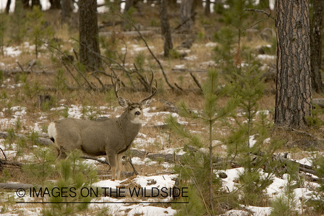 Mule deer buck in habitat.