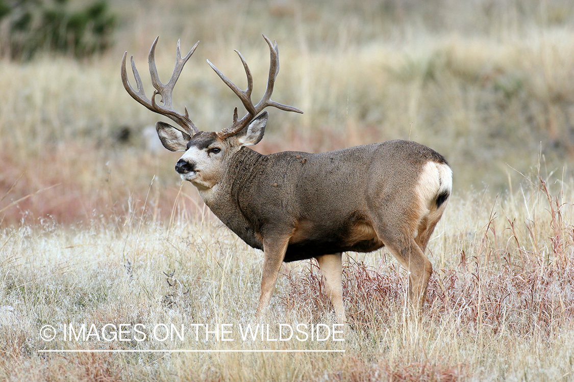 Mule deer buck in habitat. 