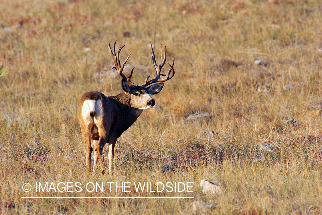 Mule deer buck in habitat. 