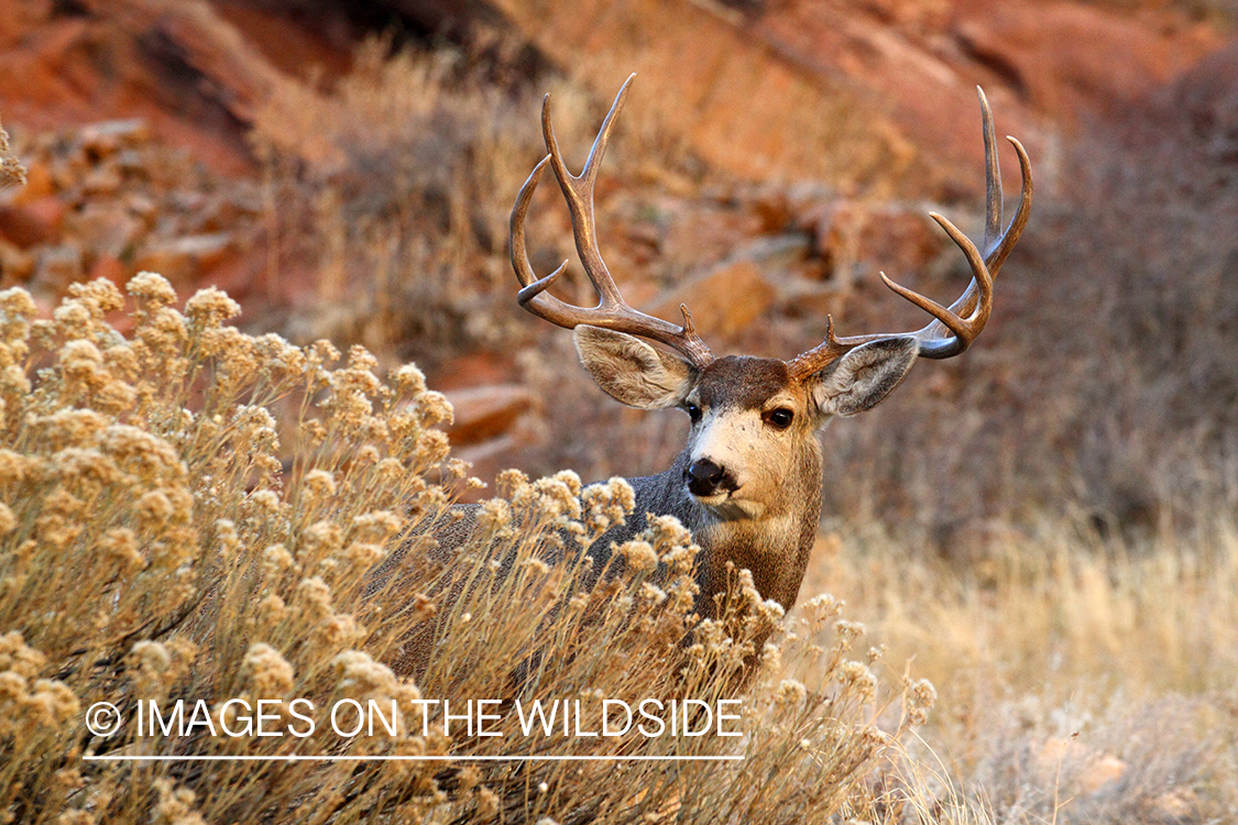 Mule deer buck in habitat. 