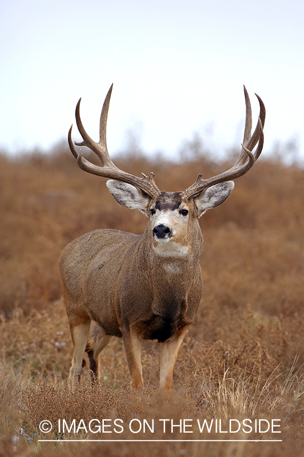 Mule deer buck in habitat.