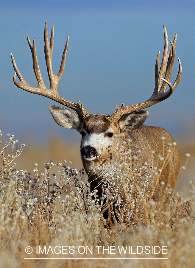 Mule deer buck in habitat. 