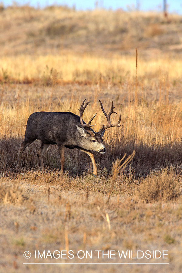 White-tailed buck in field in late fall.