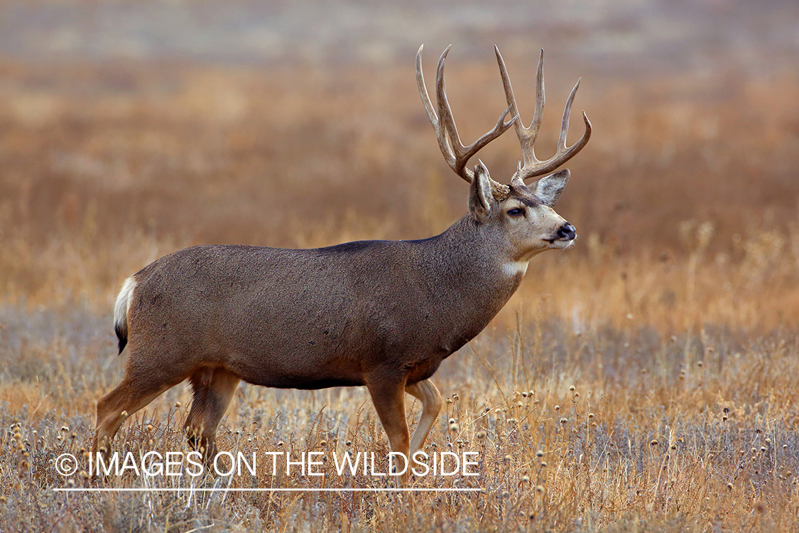 Mule deer buck in rut in field. 