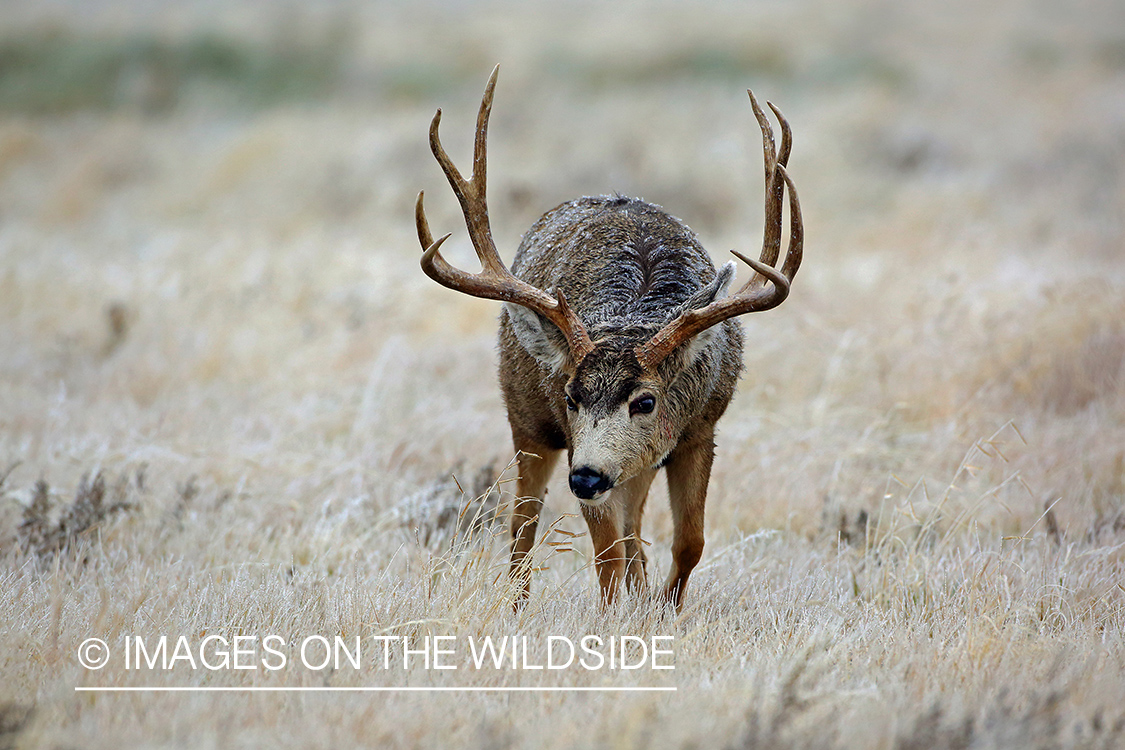 Mule deer buck in field.