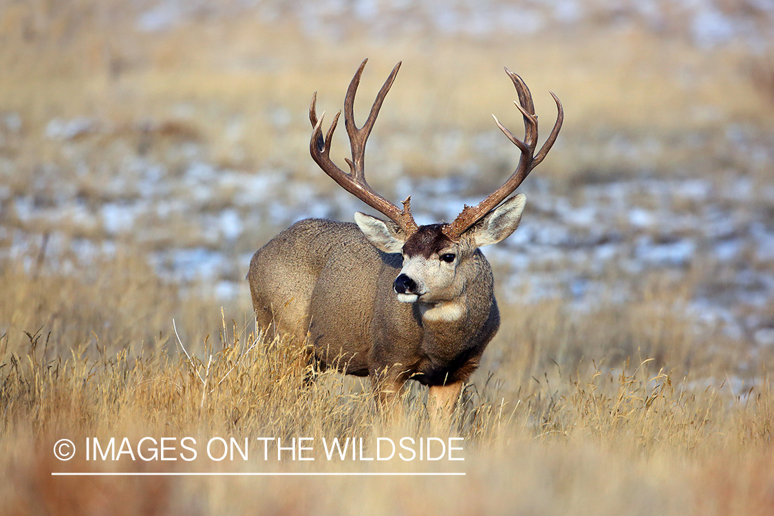 Mule deer buck in field.