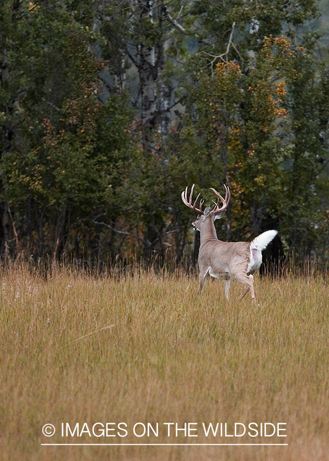 Whitetailed deer in habitat.