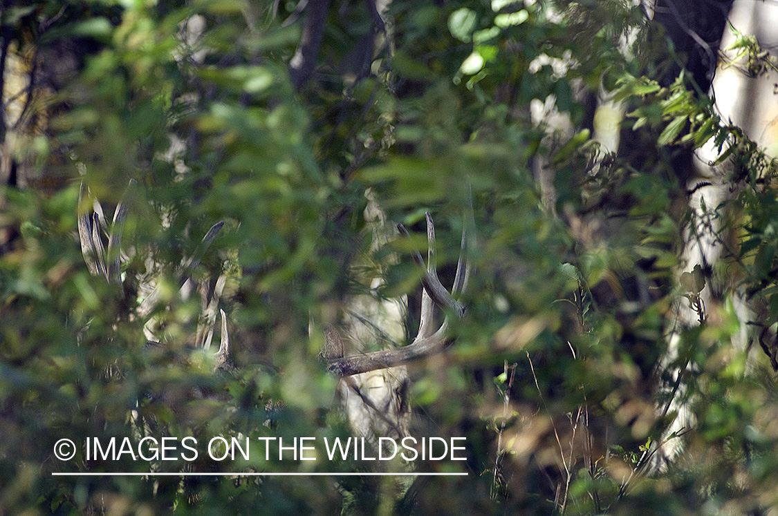 Whitetail Buck Antlers