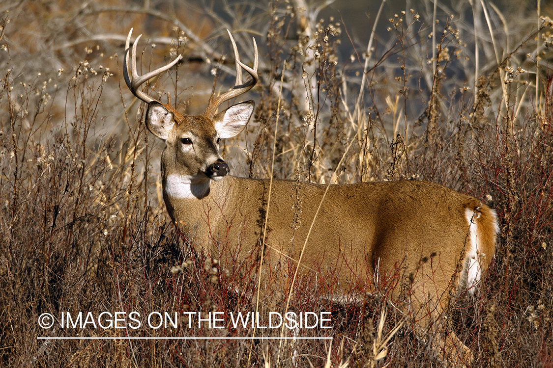 Whitetail Buck