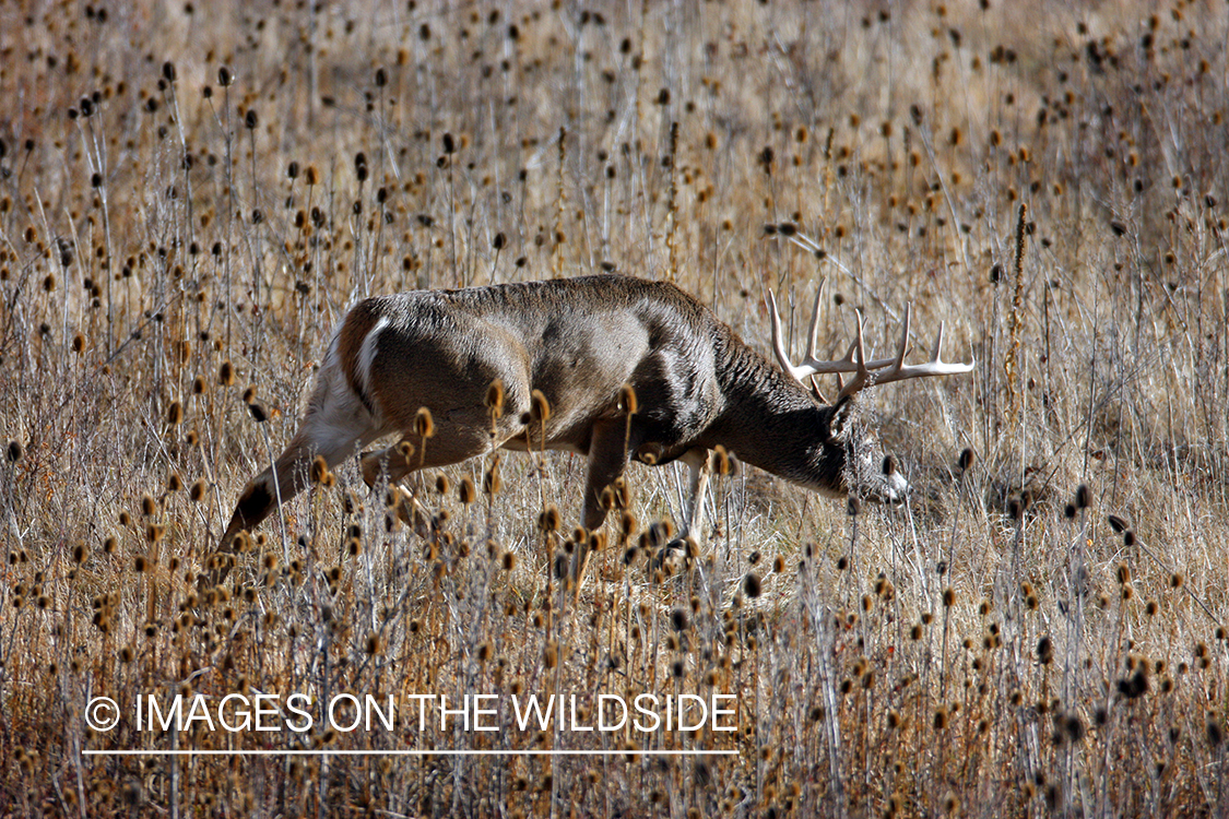 Whitetail Buck in Field