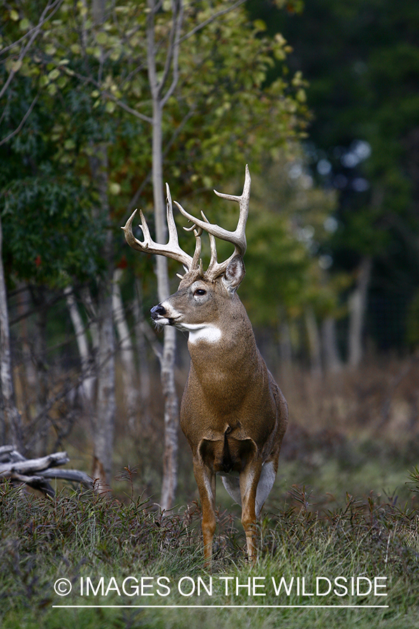 Whitetail buck in habitat