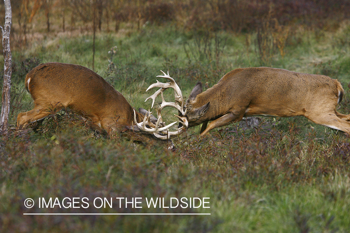 Whitetail bucks fighting