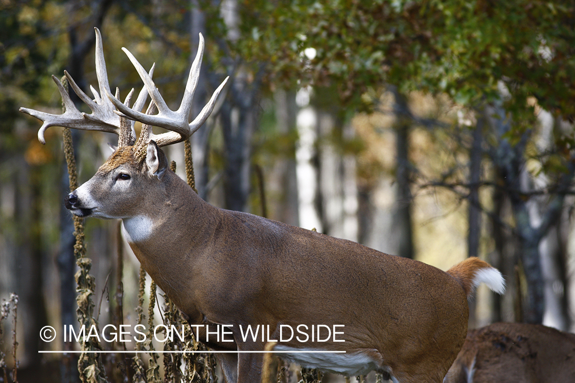 Whitetail buck in habitat