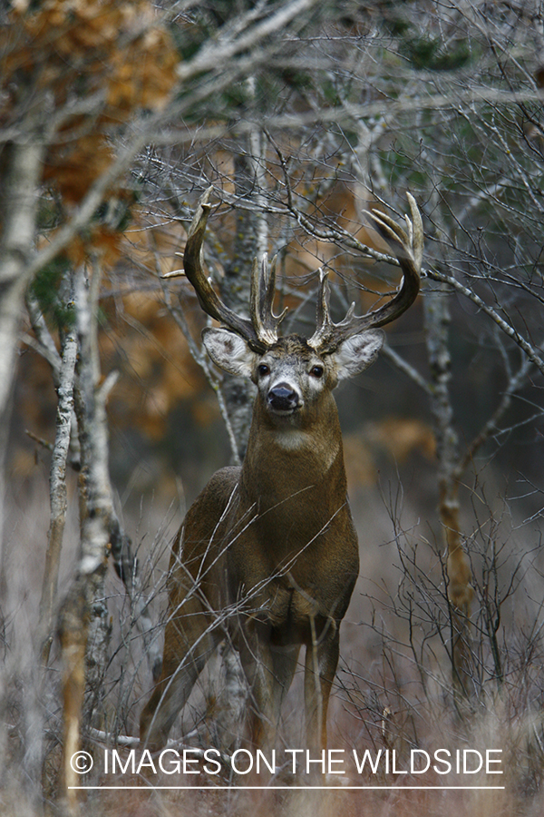 Whitetail buck in habitat.