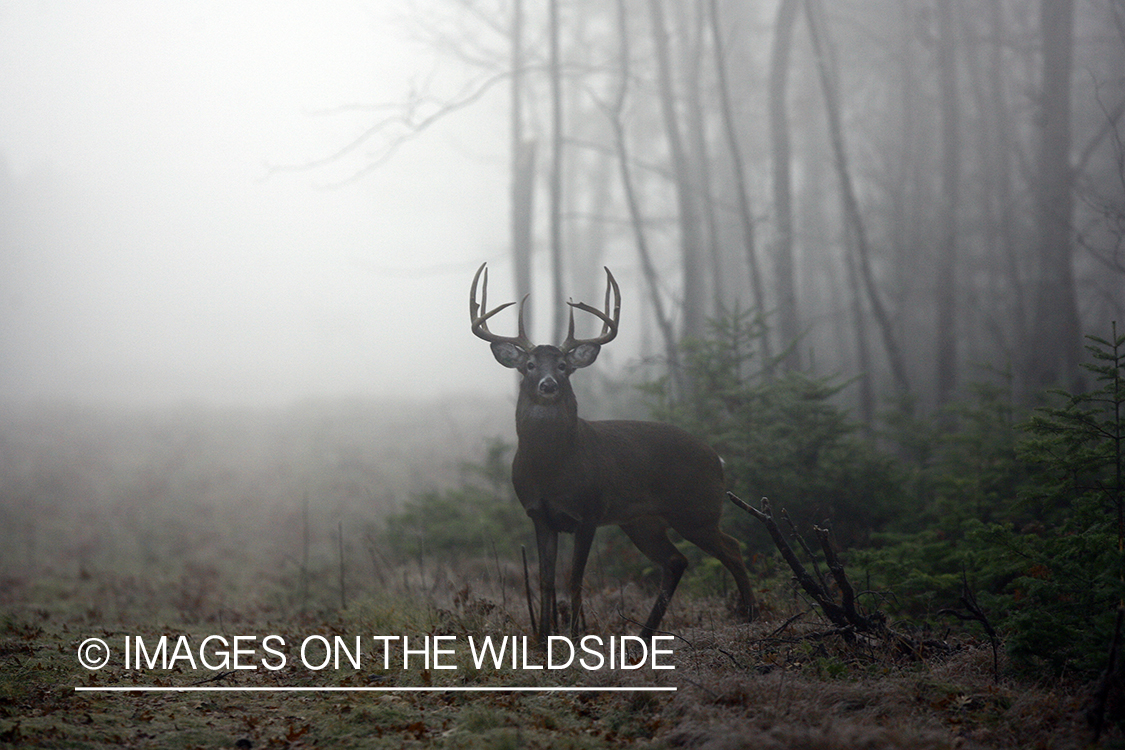 Whitetail buck in habitat.