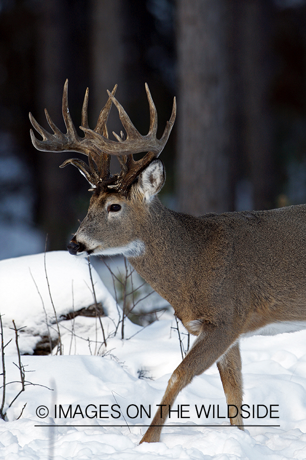 White-tailed buck in habitat.