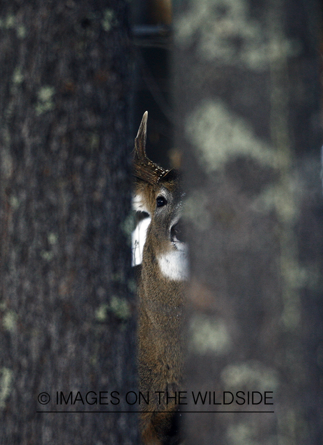 Whitetail in habitat