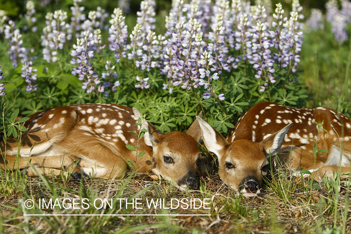 White-tailed Deer Fawns