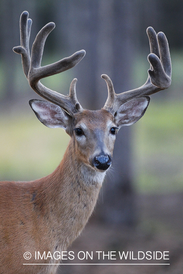 White-tailed deer in velvet