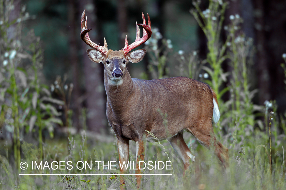 White-tailed buck in velvet 