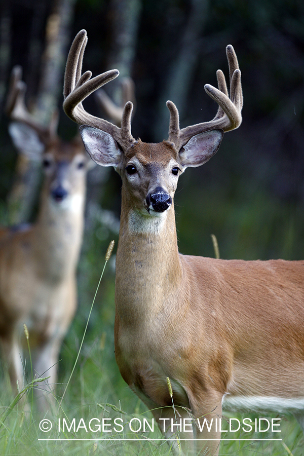 White-tailed bucks in velvet 