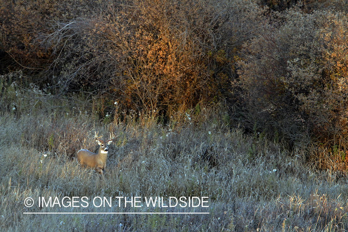 White-tailed buck in habitat. 