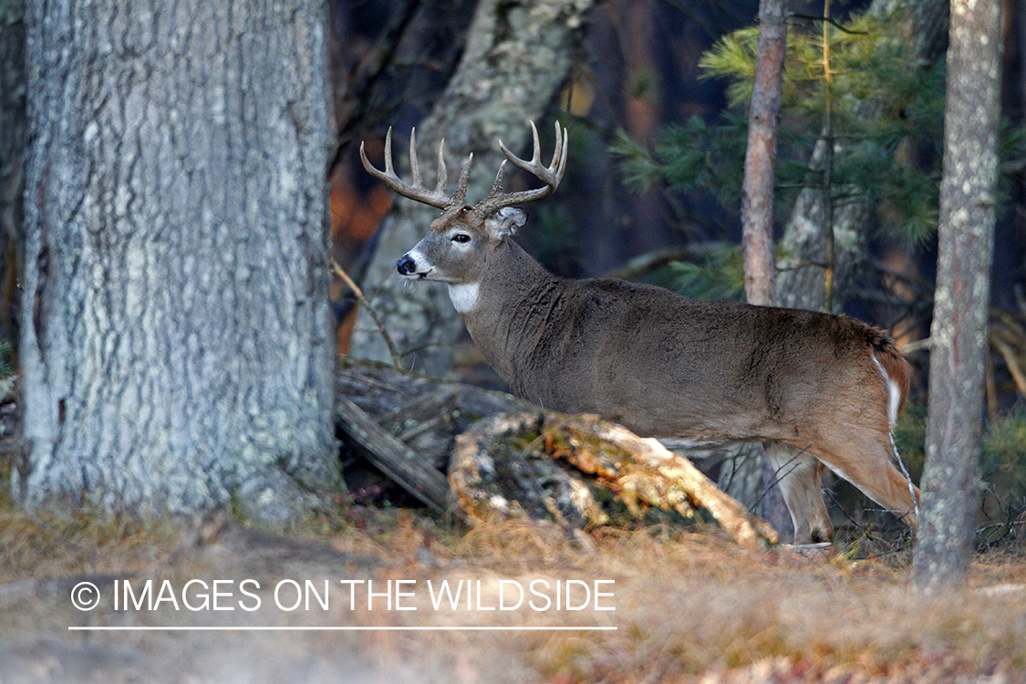 White-tailed buck in habitat. 