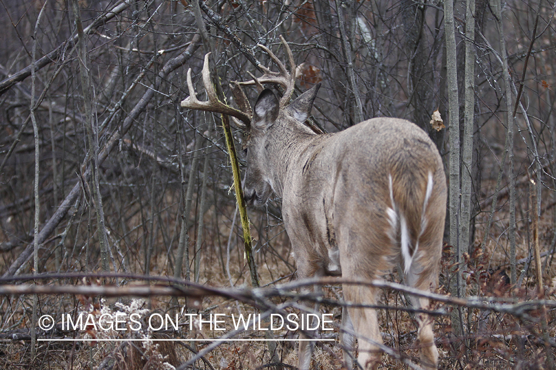 White-tailed buck rubbing tree. 