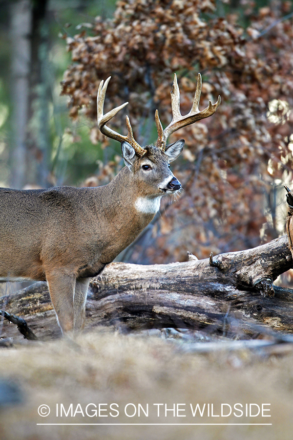 White-tailed buck in habitat. *