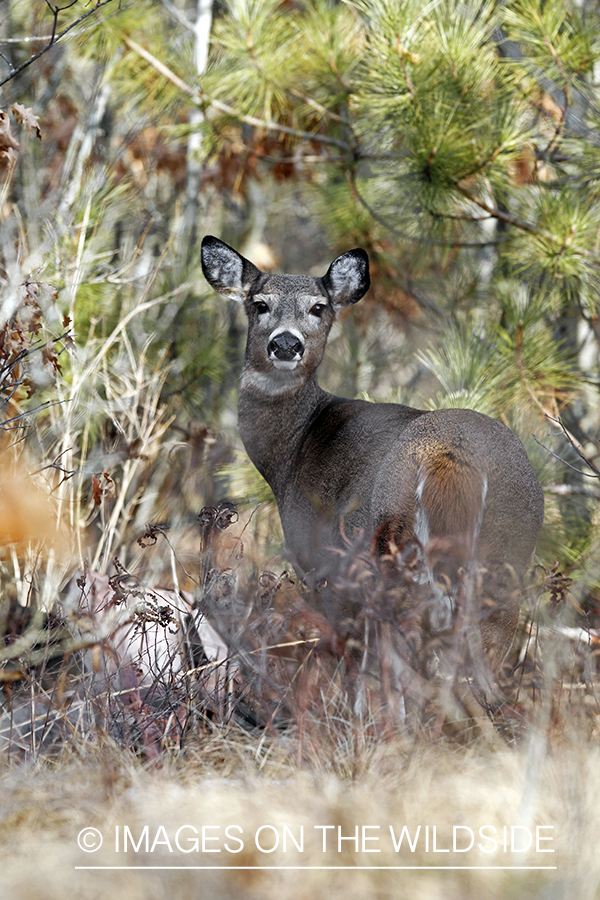 White-tailed doe in habitat. *