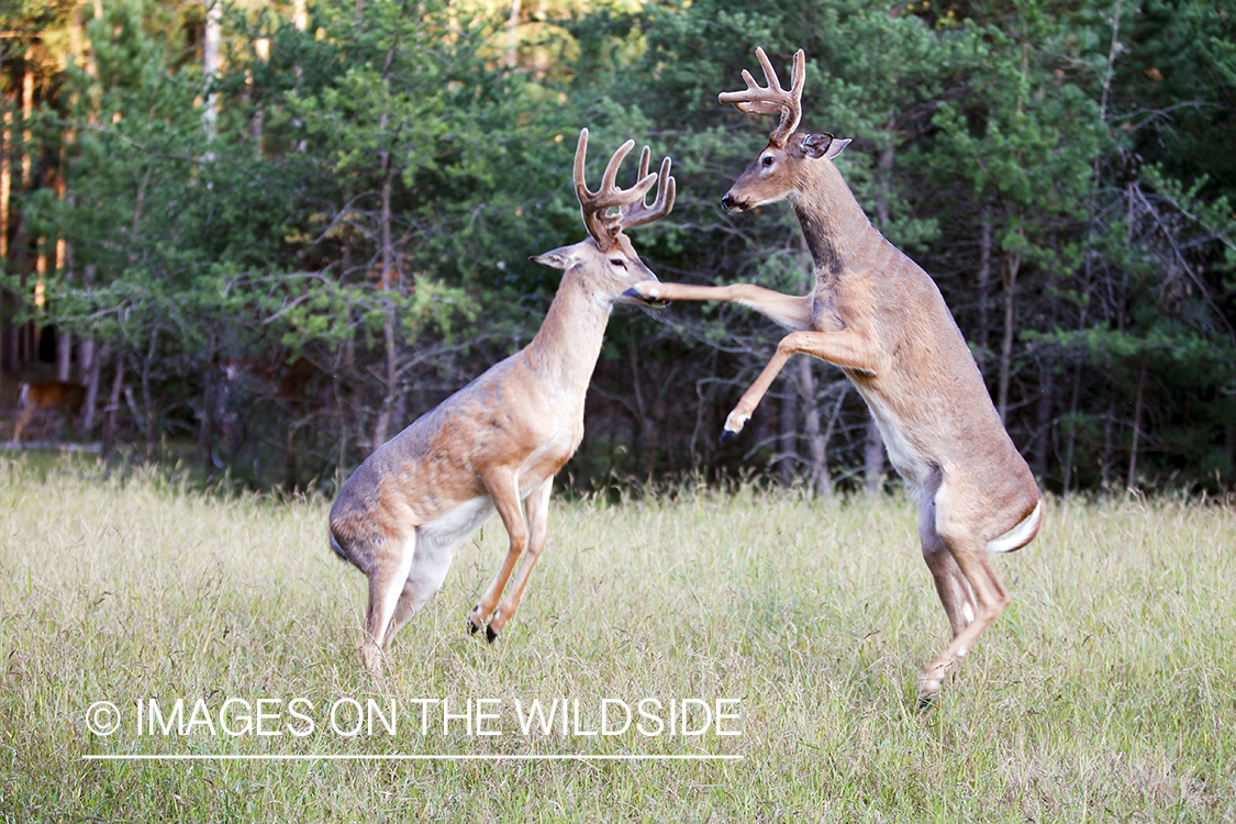 White-tailed bucks sparring in habitat. 