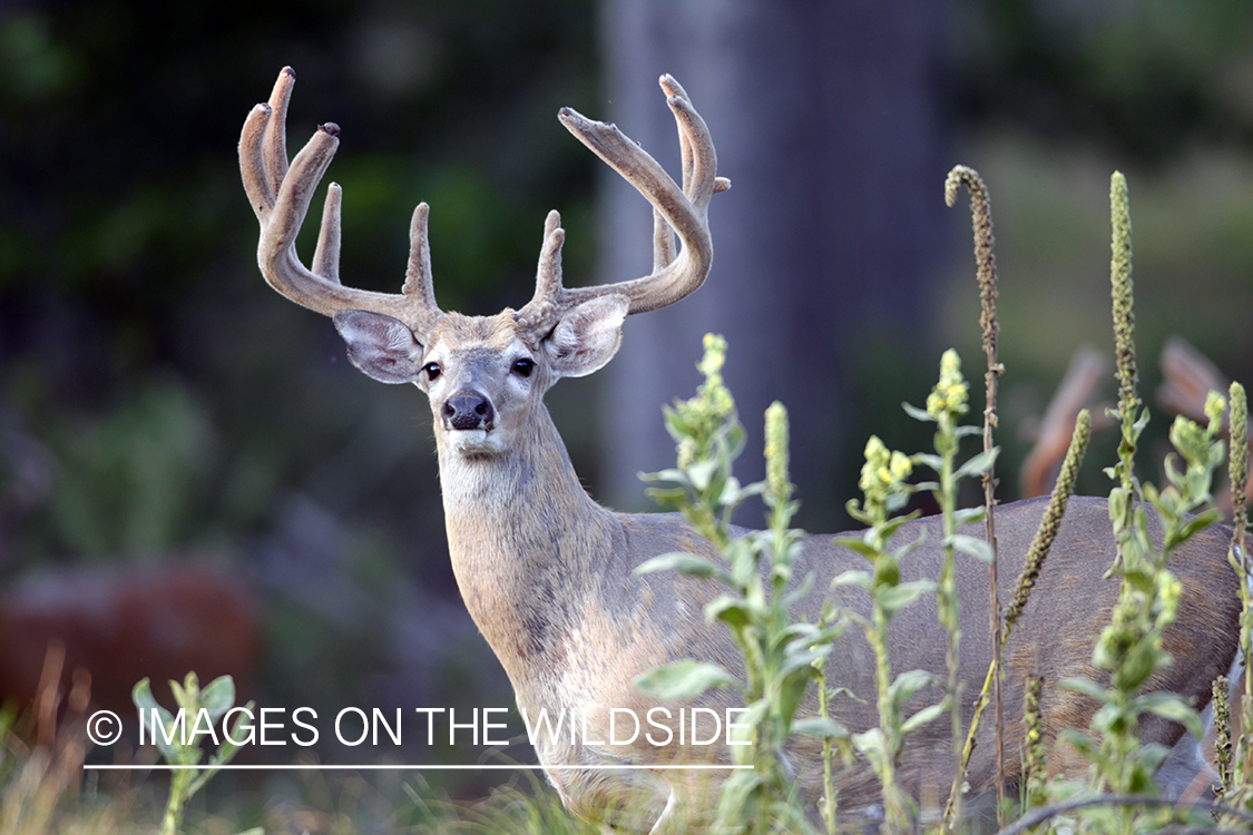 White-tailed buck in velvet.  