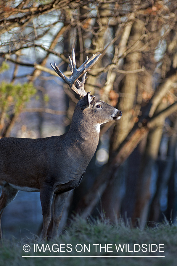 White-tailed buck in habitat. 