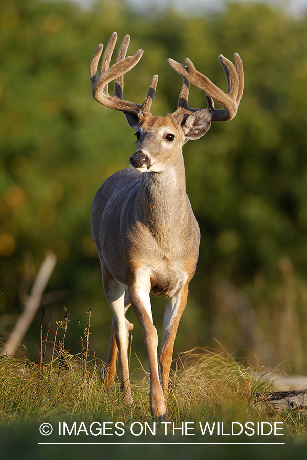 White-tailed buck in velvet.  