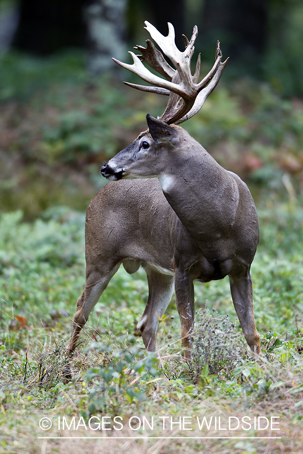 White-tailed buck in habitat.  