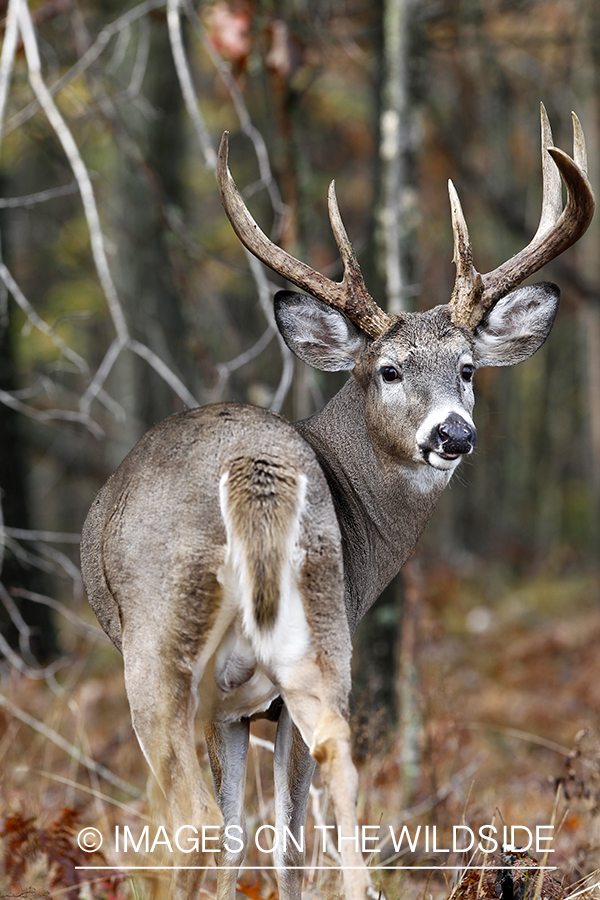 White-tailed buck in habitat. 